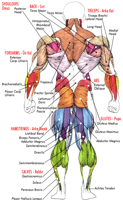 anatomiarka