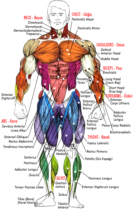 anatomion