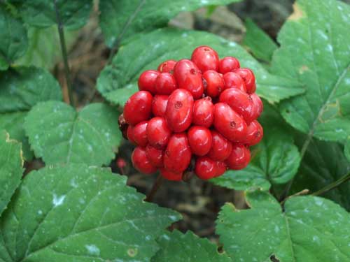 ginsengflower