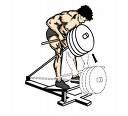 sirt3